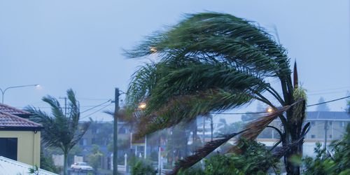 hurricane palm blows