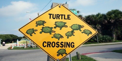 turtle crossing sign jamesrmartinshutterstock