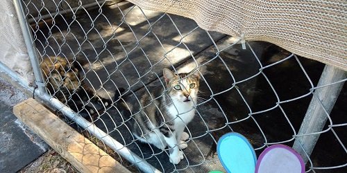 Cat SAFARRI Rescue