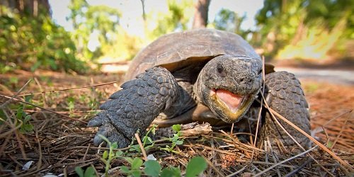 Gopher tortoise 1