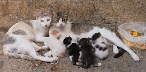 feral cats kittens