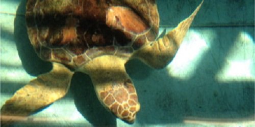 sanibel-sea-turtle