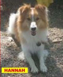 Missing Pet Hannah