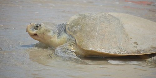 Kemps-ridley sea turtle