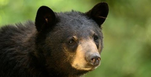 black bear 4