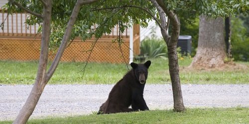 Bear in Neighborhood