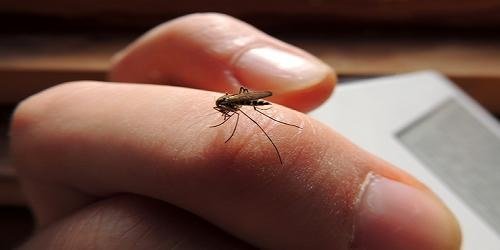 mosquito to bite human