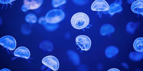 Jellyfish - Multiple