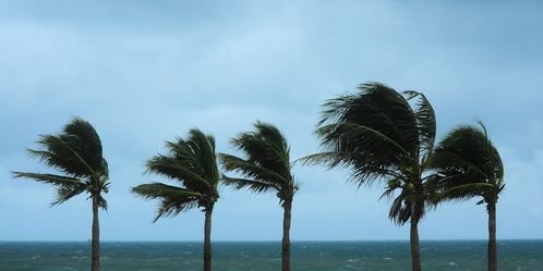 palms storm sea hurricane