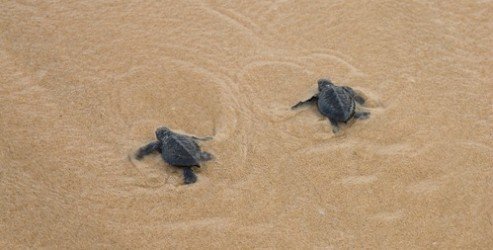 baby-sea-turtles